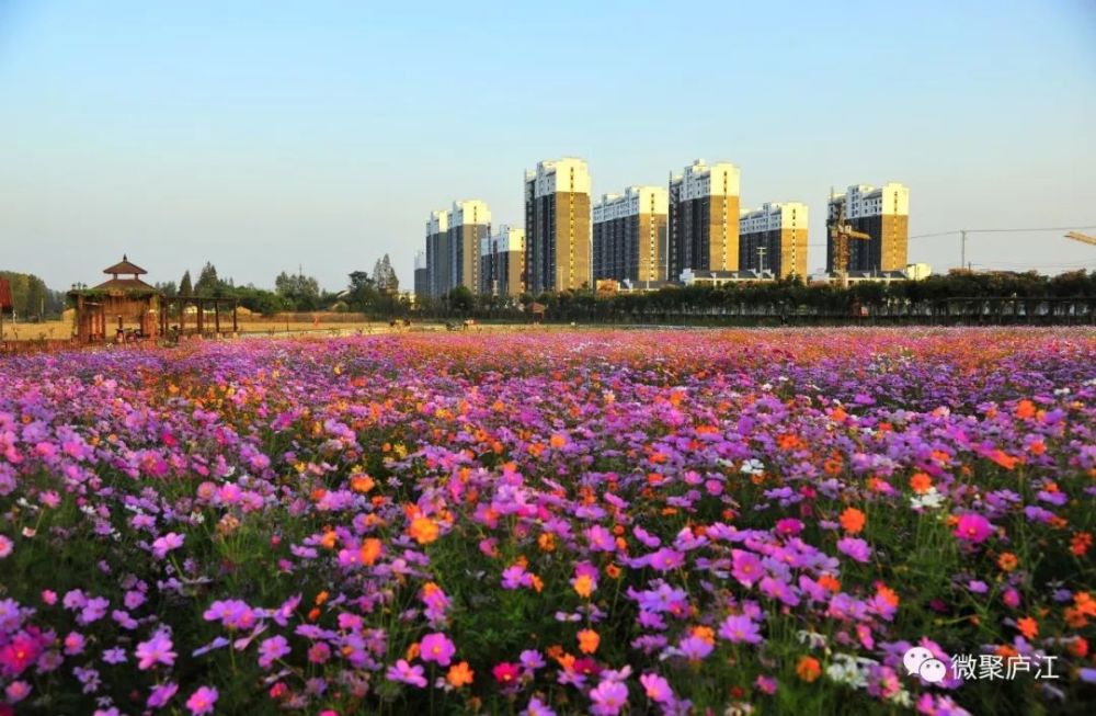 旅游景区,庐江县,文化和旅游局,文旅,名人馆,苏敏,冶父山,稻米博物馆