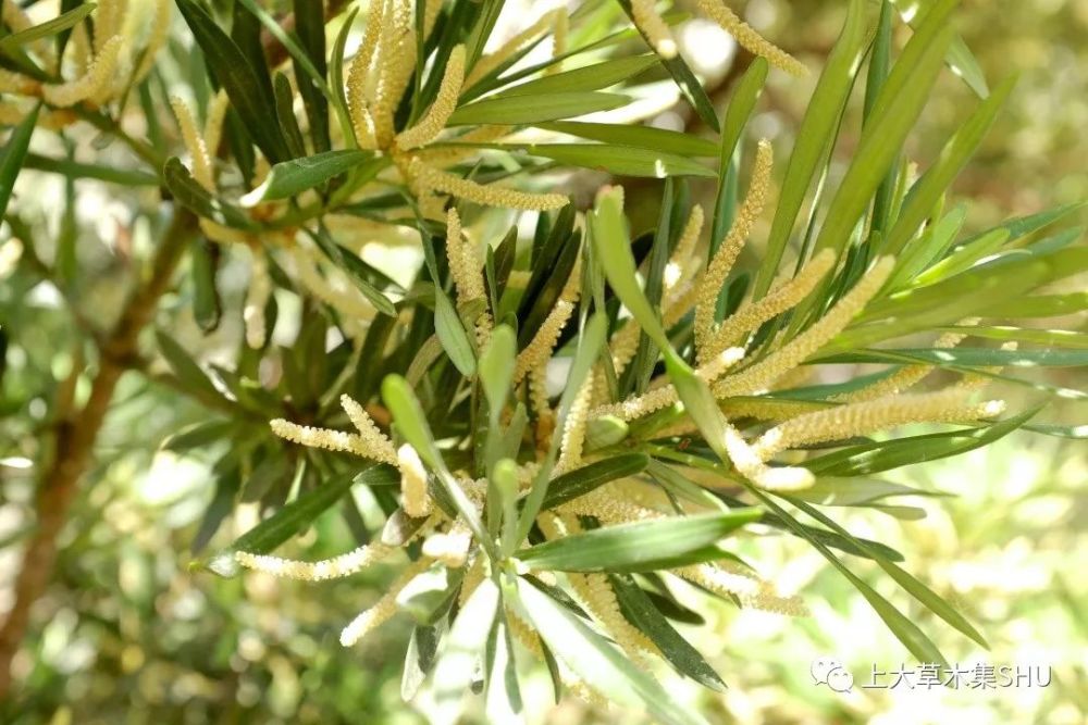 罗汉松:松树上结出了群彩袍罗汉