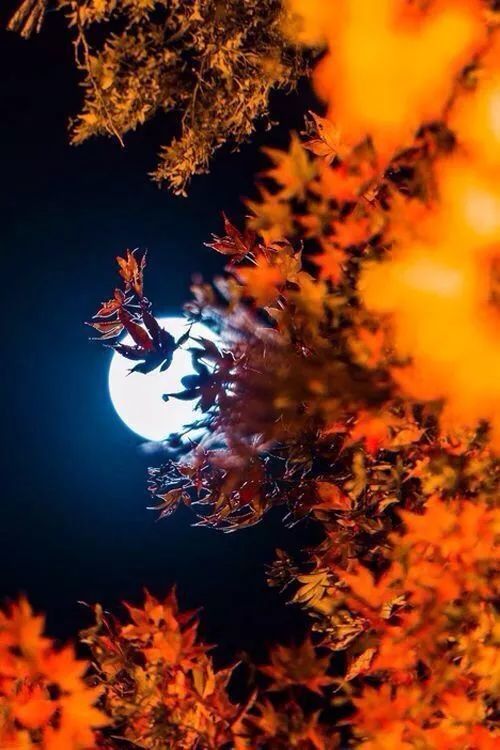 秋日,抬头望一望月亮