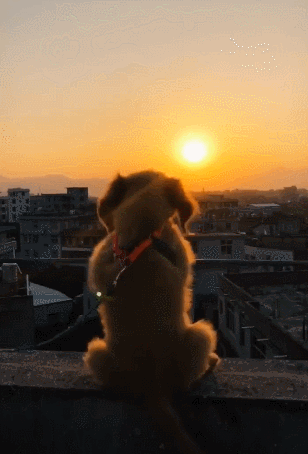 狗狗看着夕阳西下,默默发呆,回眸一瞧耳朵美呆了