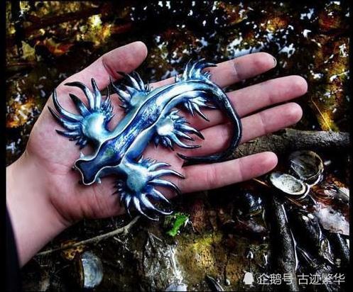 这种被称为"蓝龙"的生物,在海底美的不可方物,陆地却让人作呕