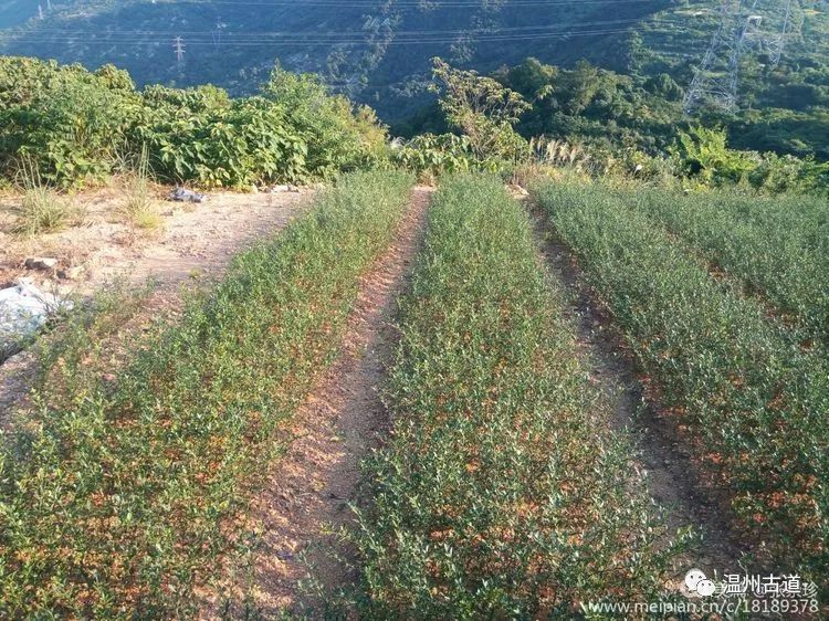 大罗山七尖尖尖通天，连绵而行山色无边