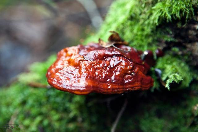 被称为“仙草”茵阳芝能抑制肿瘤癌细胞增加免疫力？看看古书记载