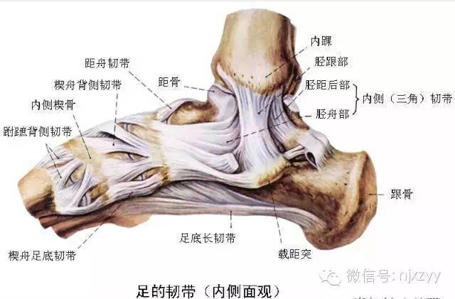 提供内侧稳定性 ·其中一条连接至跟骨,协助距下关节外翻及外展的