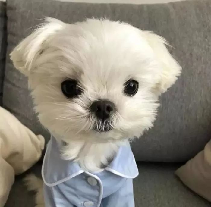 个性动漫丨萌宠丨闺蜜头像