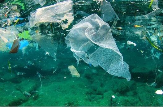 藻类,海滩,游泳,地球,塑料垃圾