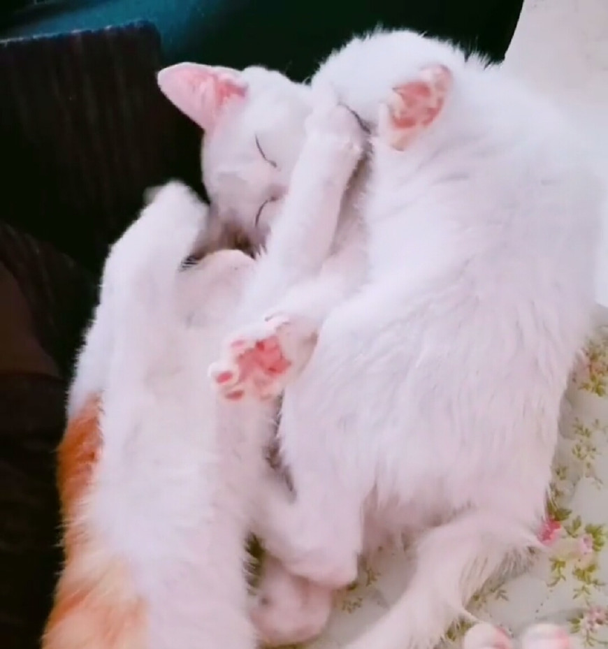 两只猫咪玩亲亲秀恩爱,白猫却意外掉下床,被它绝望的小眼神笑哭