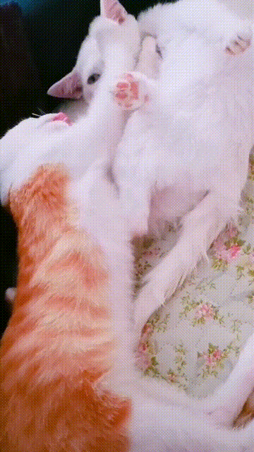 两只猫咪玩亲亲秀恩爱,白猫却意外掉下床,被它绝望的