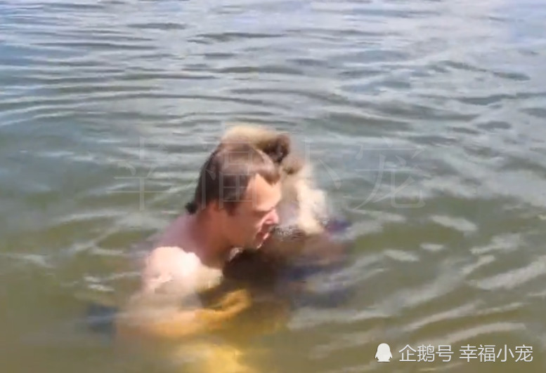 男子"强迫"棕熊游泳,它在水中求救无果,做出的举动让主人懵了