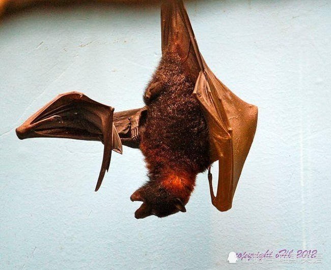 吸血鬼是遇不上了,但吸血蝙蝠可是真实的存在哟