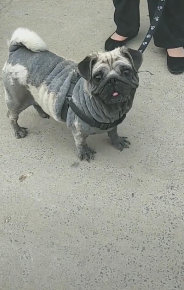巴哥犬得了皮肤癌 主人含着泪要卖狗 一瞧这肤色扎心 看点快报