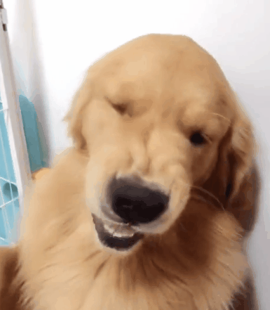 金毛龇牙咧嘴不肯修脚底毛,结果主人一巴掌过去,金毛