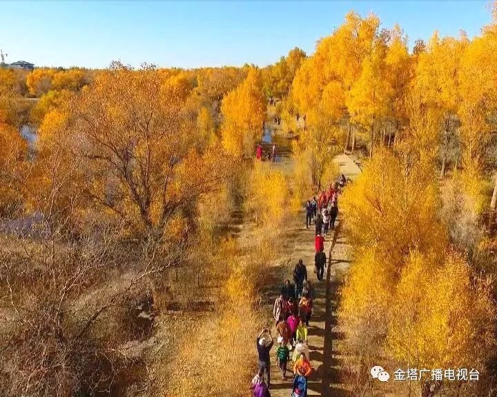 金塔:沙漠胡杨林景区迎来旅游高峰
