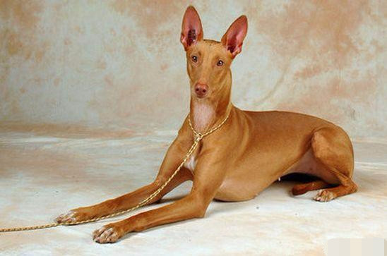 世界上最昂贵的5个犬种 排名第一的你绝对养得起 看点快报