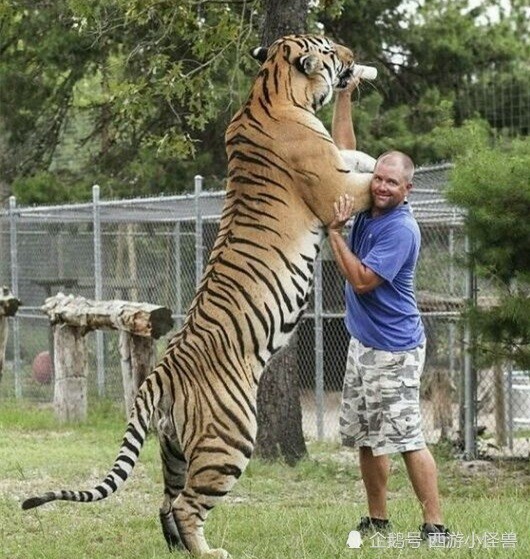 藏獒那么凶猛,能打败老虎和狮子吗?说出来可能颠覆你的认知