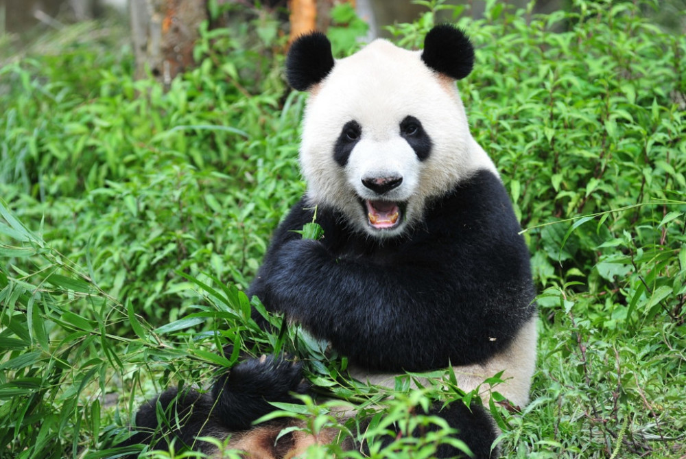 心理测试:你觉得哪只熊猫最可爱,测你10月份会有什么好运?