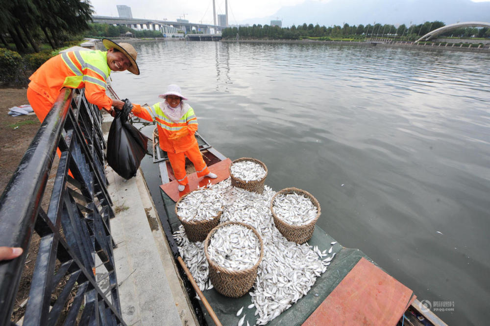 福州河面出现大片死鱼 清洁工捞到手软