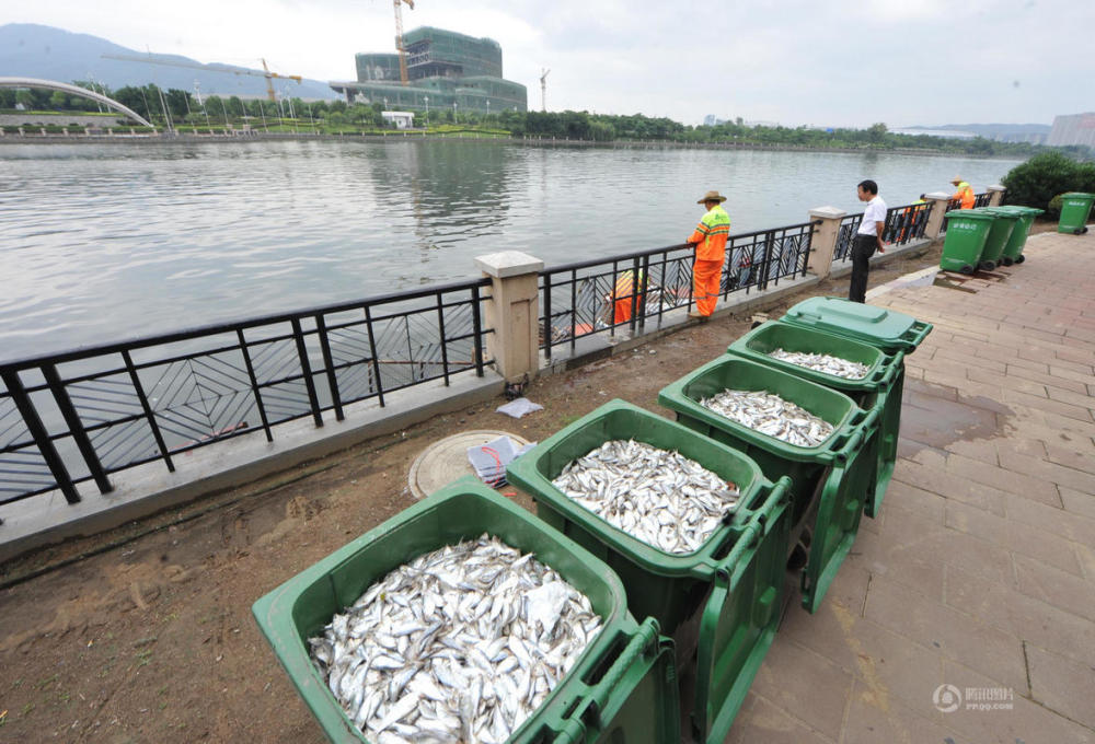 福州河面出现大片死鱼 清洁工捞到手软