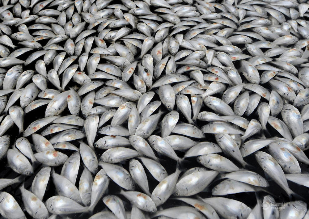 福州河面出现大片死鱼 清洁工捞到手软