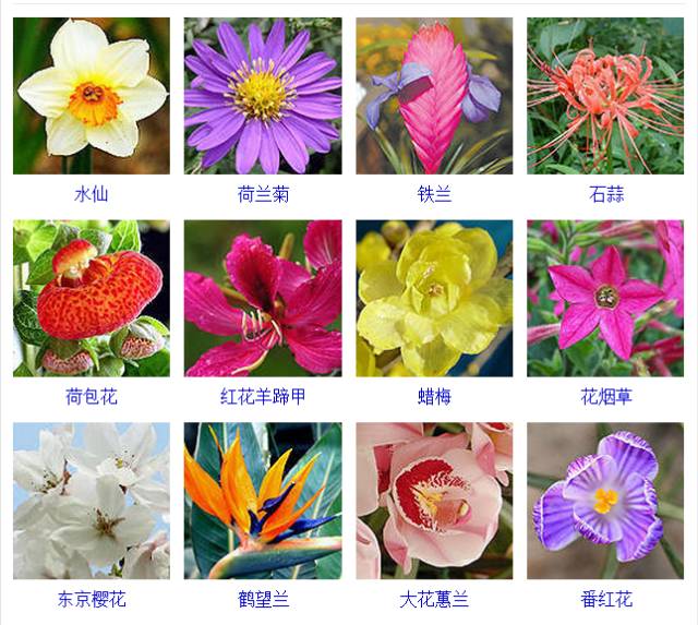 认清这432种·常见观花植物,从此花痴是路人!