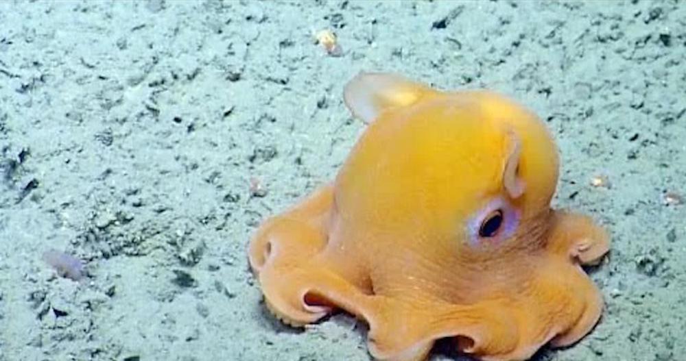 世界上最可爱的小章鱼,会捂脸会害羞,迷倒一片网友