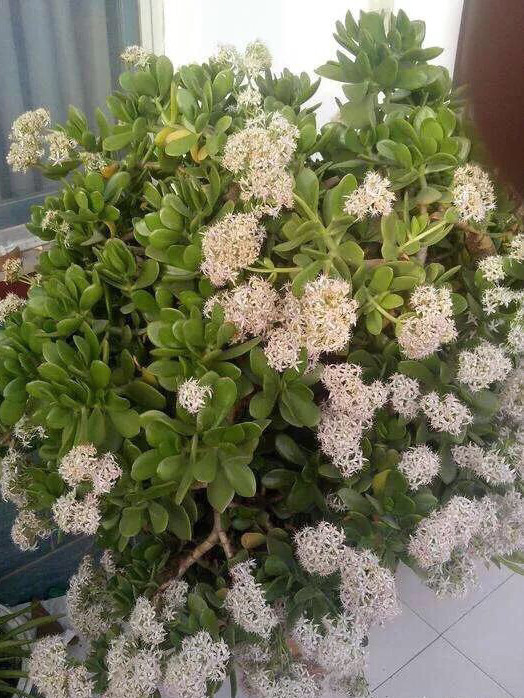 燕子掌不开花,试试这一小窍门,猛抽新芽新叶,长高长壮