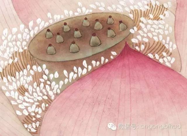 临宋画《出水芙蓉图》设色步骤