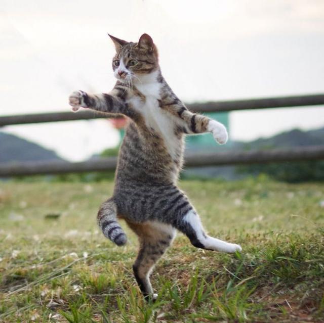 猫咪跳跃术,一种你看不透的法术