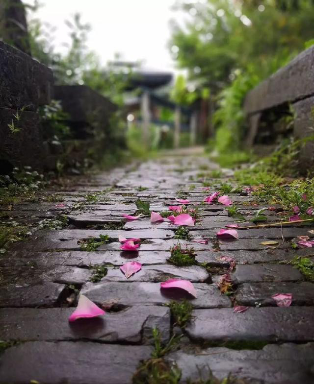落花和雨满石径.