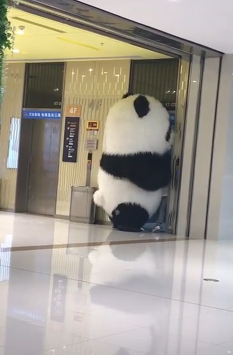 抖音"大熊猫"火了,把小姐姐挤进电梯去了?网友:咋这么