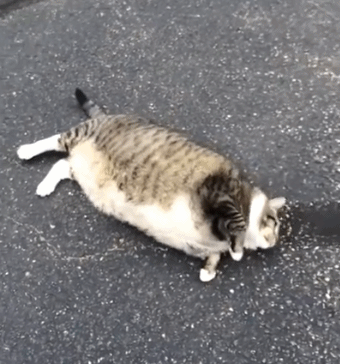 网红肥猫:可爱背后隐藏着巨大的身体健康隐患——难医