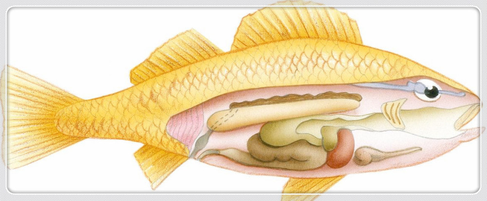 鱼这3个部位有毒,我们当美食,却不知它毒性相当于"鹤顶红"