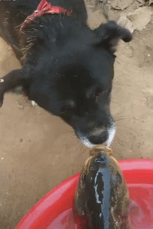 大鱼被狗舔嘴巴,狗儿善良好心,一心想人工呼吸