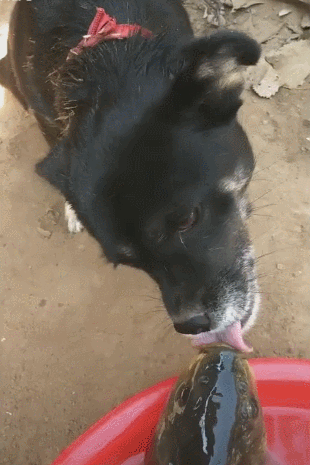 大鱼被狗舔嘴巴,狗儿善良好心,一心想人工呼吸