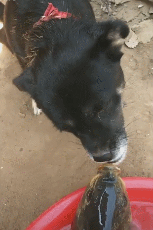 大鱼被狗舔嘴巴,狗儿善良好心,一心想人工呼吸