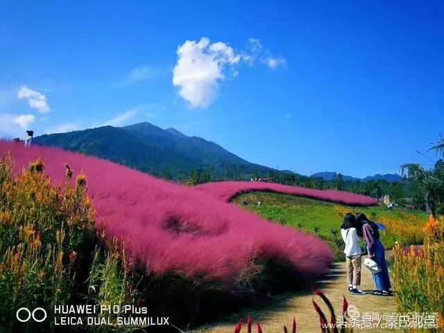 刷爆抖音的粉色花海陕西也有!请您打卡之前务必注意这