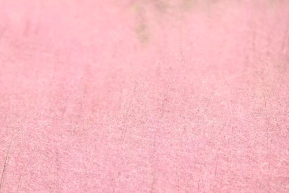 资中这个地方惊现网红"粉色花海",美如仙境 快来拍照打卡!