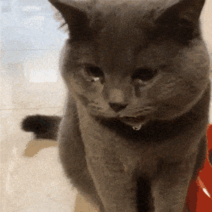 主人拿脚挑衅猫咪,结果它差点被熏晕,猫:这脚有点上头
