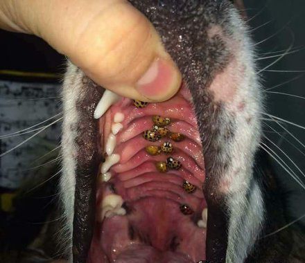 我家狗子没事就爱吃这些小虫子,现在全部都在在口腔里面了真的是好
