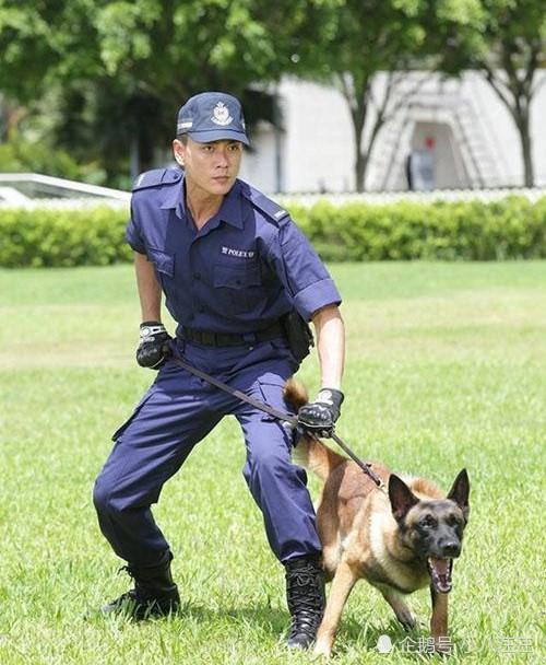 从流浪狗到警犬,这只拉布拉多走上了狗生巅峰