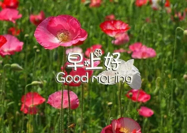 最新早上好图片鲜花带字 新的一天早安心语心情说说