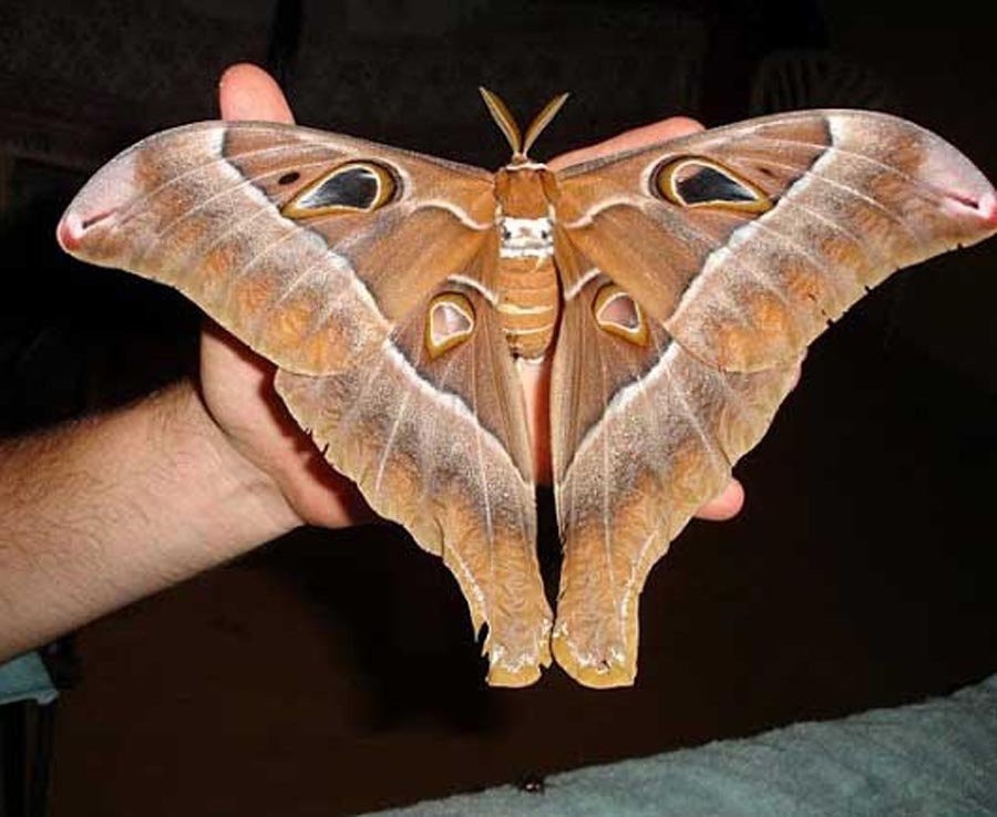 巨型飞蛾,翅膀长30厘米,十分罕见.