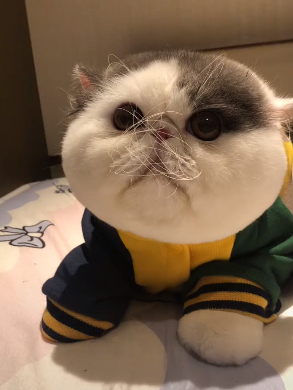 抖音"最萌猫咪"火了,要不到小鱼干发脾气,网友:这是叮当猫?