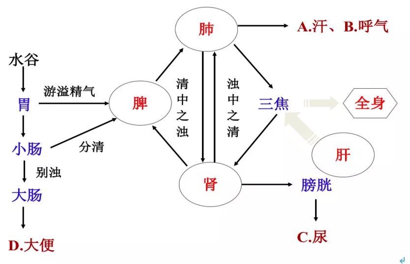 人体水液代谢图