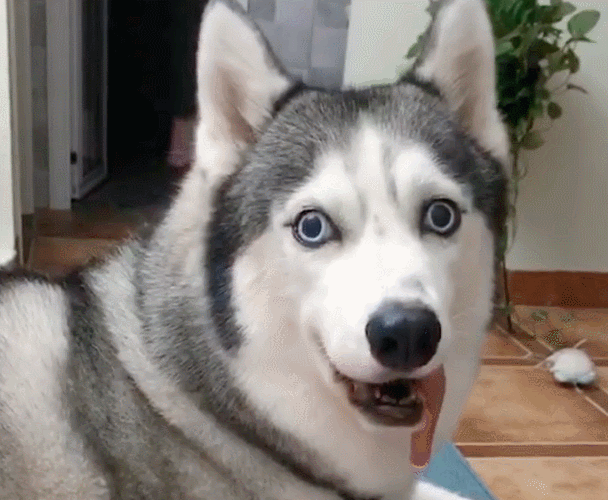 大眼哈士奇舌头永远收不回去,得知原因后,无数网友为