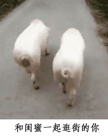 四,人生道路,需要有同伴一起妖娆的走.