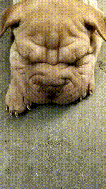 笑哭,沙皮犬睡得很香,鼻涕泡泡忽大忽小却像在吹气球