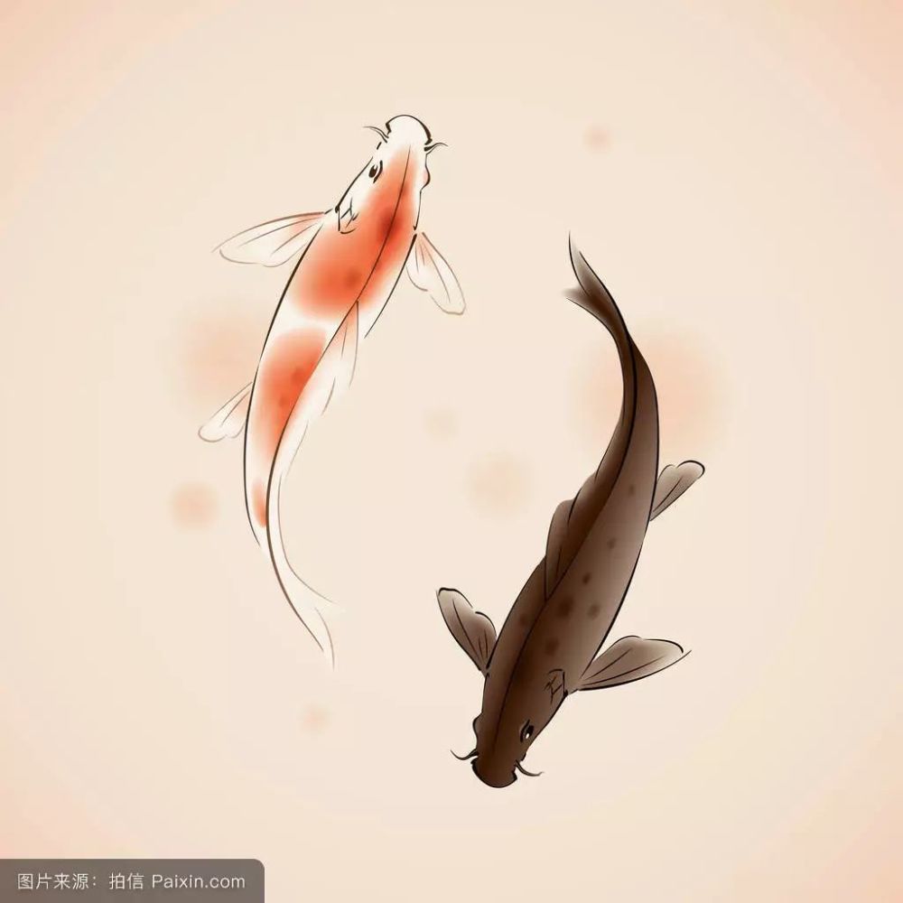 你是锦鲤本鲤吗?