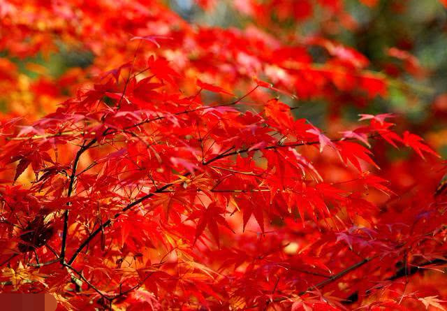 西安秋高气爽,市区慈恩寺公园秋色浓浓,红叶美景红叶美景让人赞叹.
