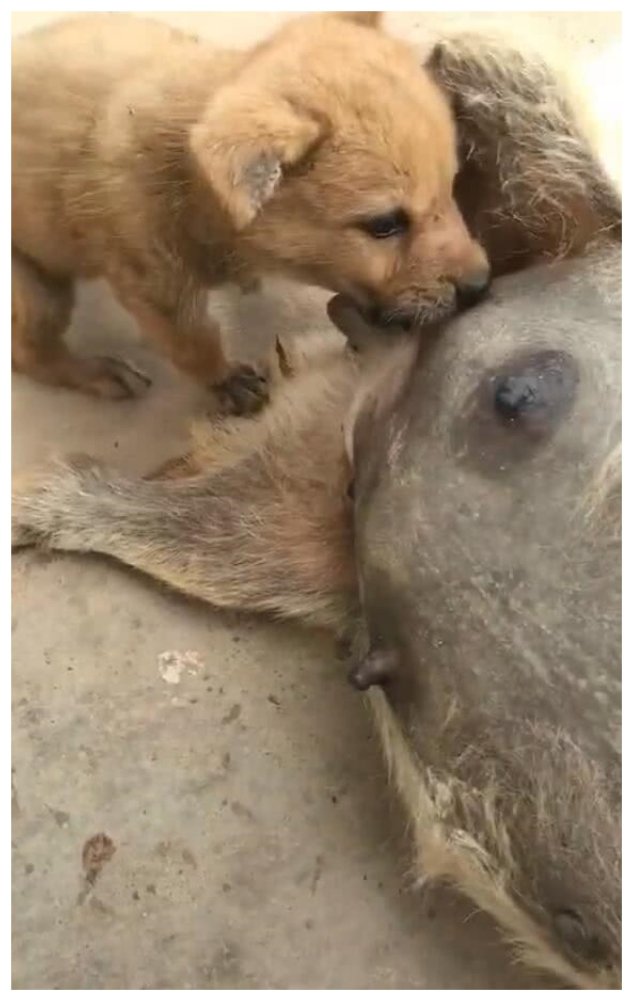 狗妈妈生完孩子后,肚子却一直肿胀,网友的话吓得赶紧送医!